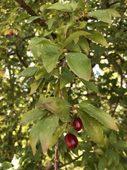 Prunus cerasifera