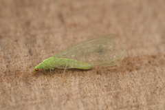 Chrysopidae