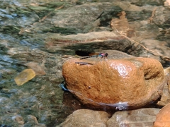 Heliocypha fenestrata