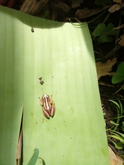 Afrixalus quadrivittatus