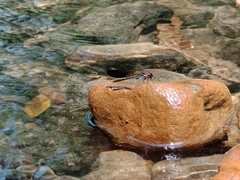 Heliocypha fenestrata