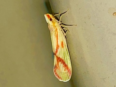 Otiocerus coquebertii