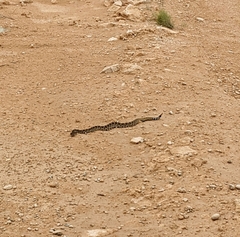Crotalus atrox