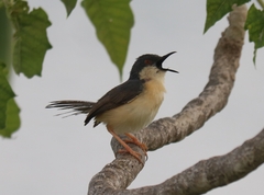 Prinia socialis
