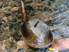 Heliocypha fenestrata