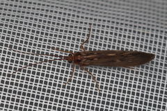 Trichoptera