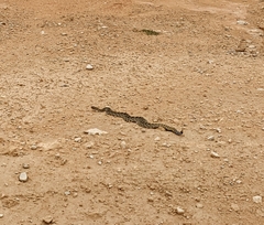 Crotalus atrox