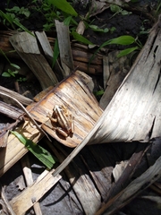 Afrixalus quadrivittatus