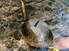 Heliocypha fenestrata