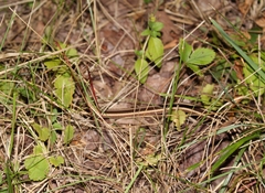 Thamnophis saurita septentrionalis