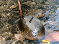 Heliocypha fenestrata