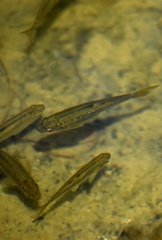 Hesperoleucus symmetricus