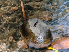 Heliocypha fenestrata