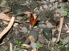 Doleschallia bisaltide