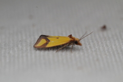 Agapeta zoegana