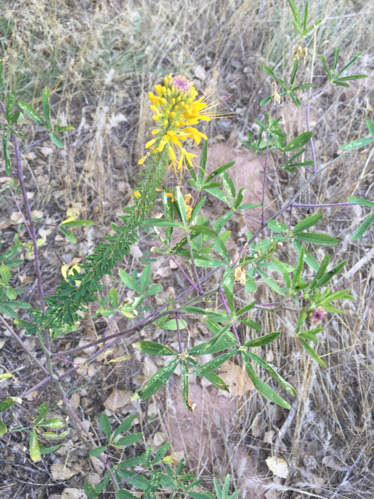 Jones' beeplant (Edible Plants of Arizona) · iNaturalist