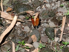 Doleschallia bisaltide