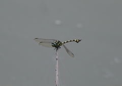 Ictinogomphus rapax