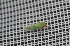 Cicadella viridis