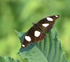 Hypolimnas misippus