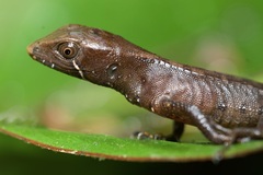 Cochran's Neusticurus photo 2