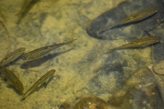 Hesperoleucus symmetricus