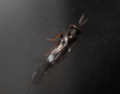 Torymidae