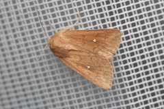 Mythimna albipuncta