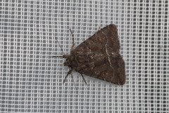 Noctuidae