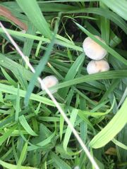 Panaeolus cyanescens