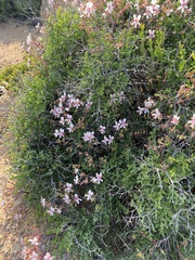Pelargonium crithmifolium
