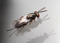 Torymidae