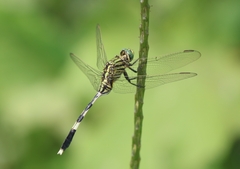 Orthetrum sabina