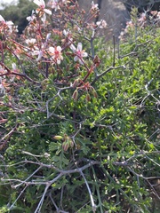 Pelargonium crithmifolium