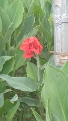 Canna × generalis