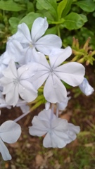 Plumbago auriculata