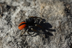 Philaeus chrysops