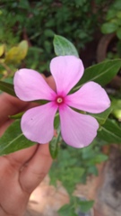 Catharanthus roseus