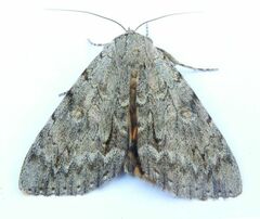 Catocala habilis