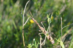 Empusa pennata