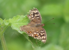 Junonia lemonias