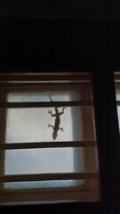 Hemidactylus frenatus