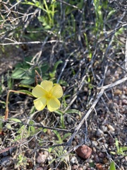 Oxalis obtusa