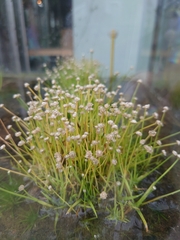 Eriocaulon buergerianum