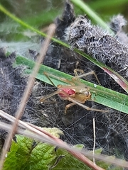 Enoplognatha ovata