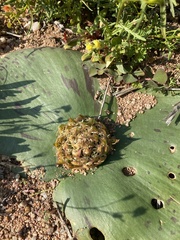 Massonia