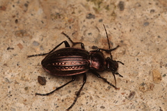 Carabus ulrichii