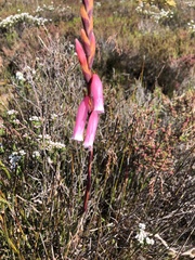 Watsonia aletroides