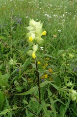 Rhinanthus serotinus aestivalis
