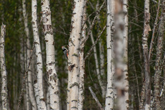 Dendrocopos leucotos